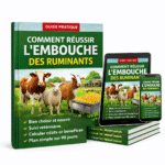 Comment réussir l’embouche des ruminants