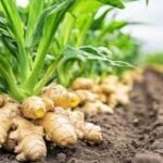 Comment produire du gingembre de qualité
