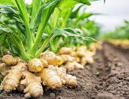 Comment produire du gingembre de qualité